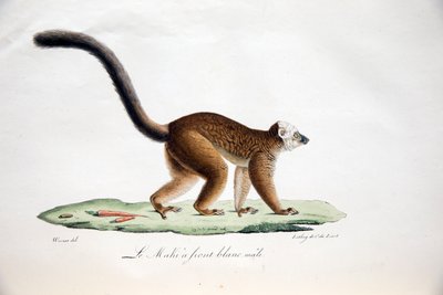 Lemure dalla testa bianca, da Histoire Naturelle des Mammifères, con figure originali, di Étienne Geoffroy Saint-Hilaire & Frédéric Cuvier, 1824-42 da French School